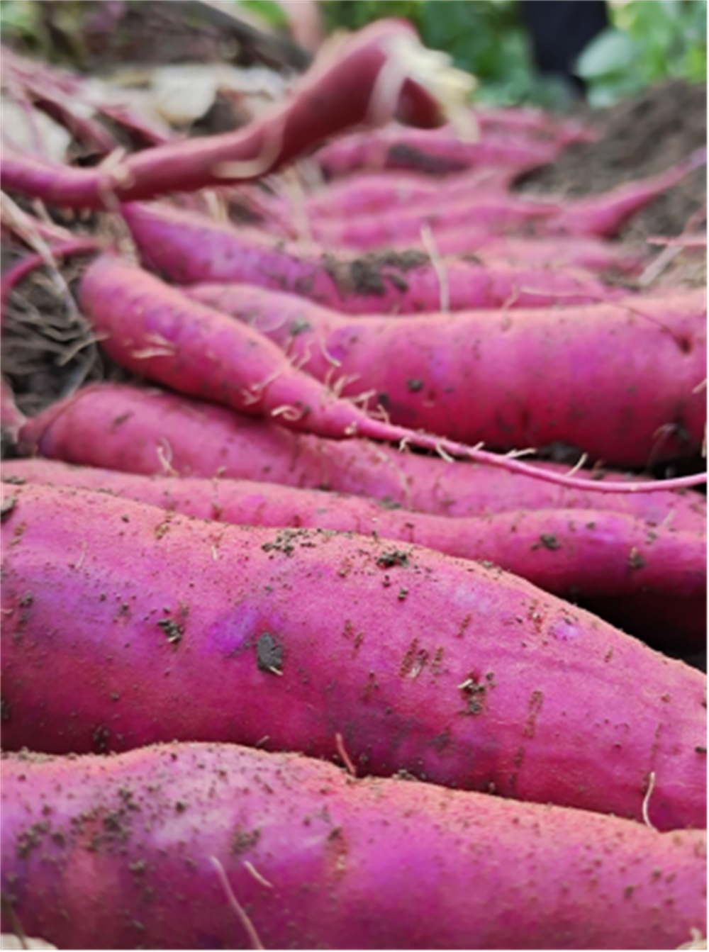 ���g22��(�й���)�������-�����о�ϲ