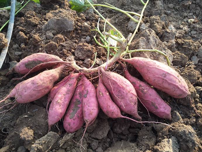 ���g22��(�й���)�������-�����о�ϲ